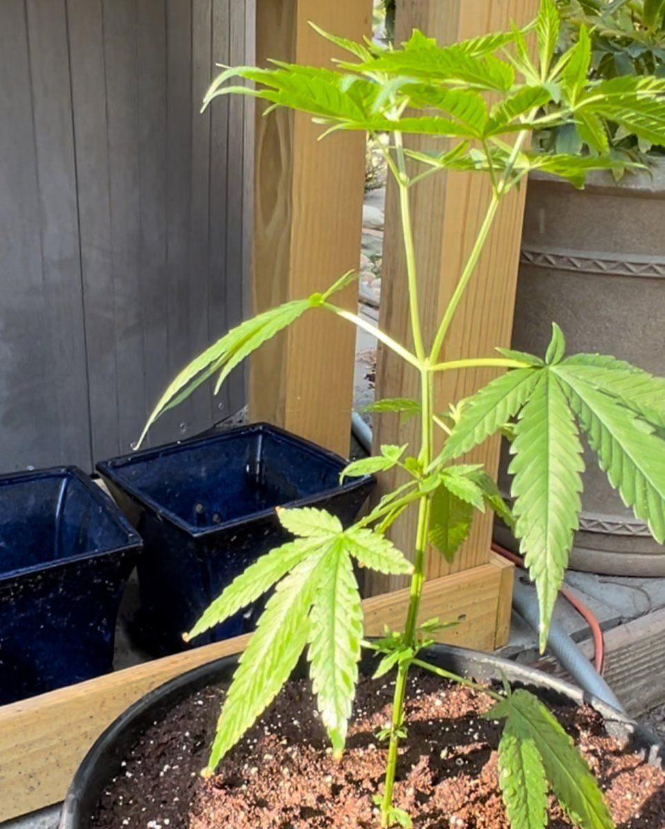 How should i lst this plant
