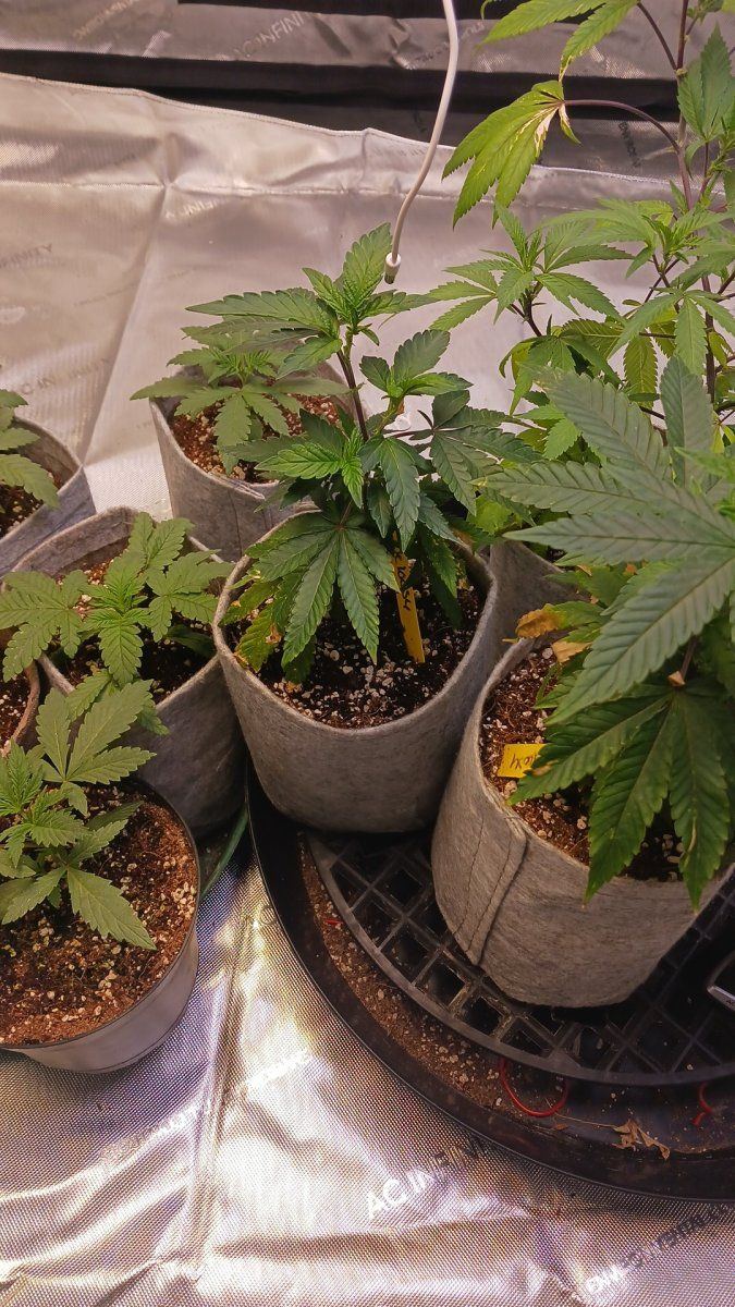 How should i train these clones 2
