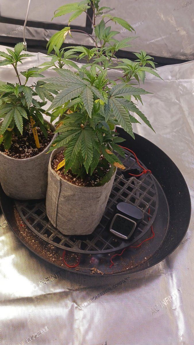 How should i train these clones