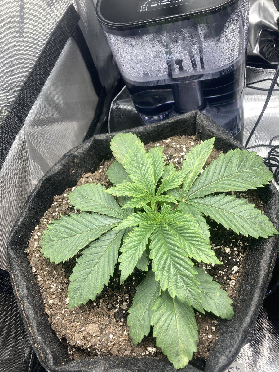 How would you start lst on these 2