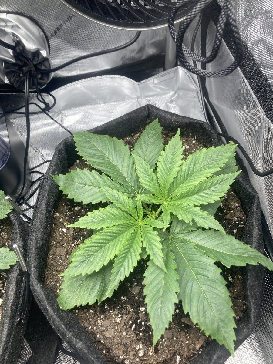 How would you start lst on these 3