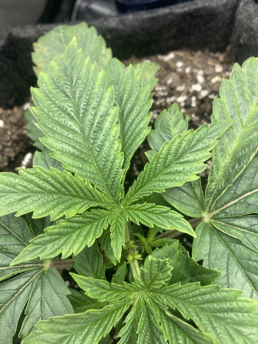 How would you start lst on these 9