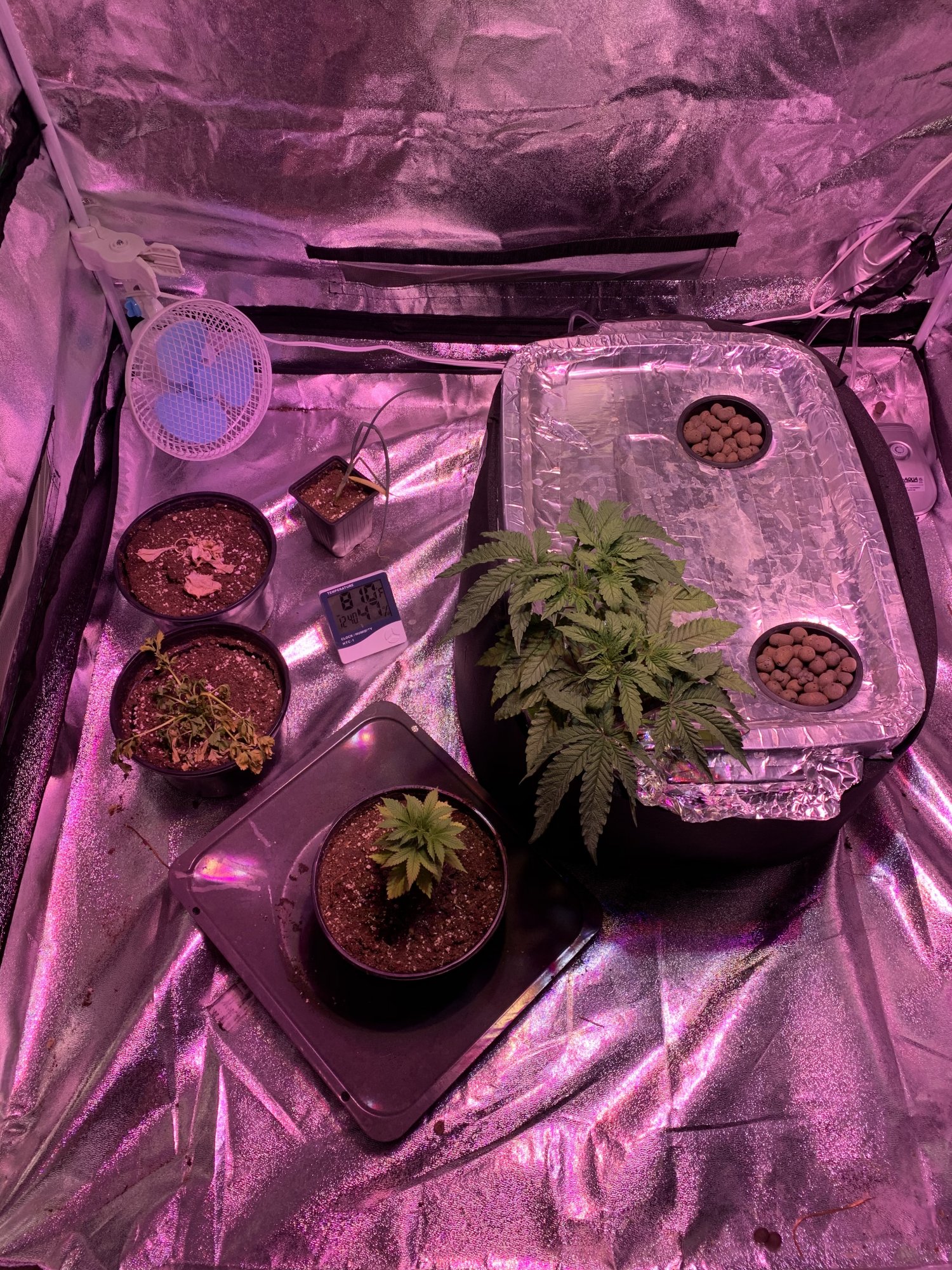 I need help for my second grow opinions wanted 2