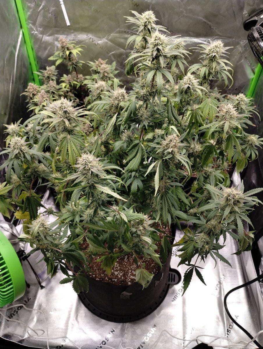 I over watered this galcan she be saved banana purple punch auto week 4 of flower 2