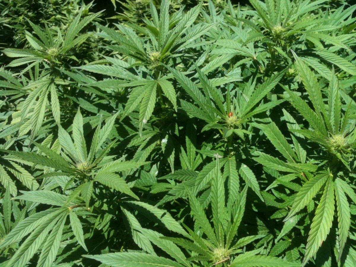 Still In Transition? | THCFarmer - Cannabis Cultivation Network