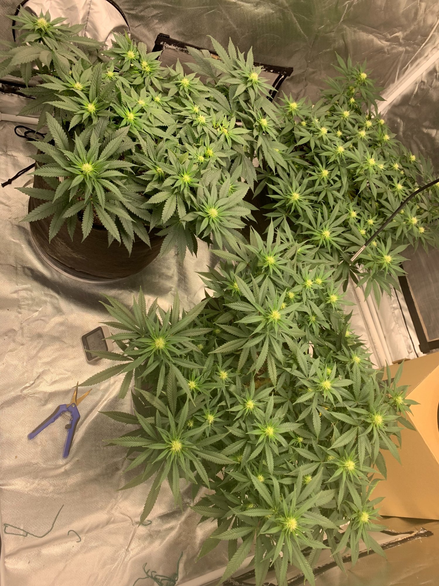 Is it dumb to clone a few branches from a plant in flower 2