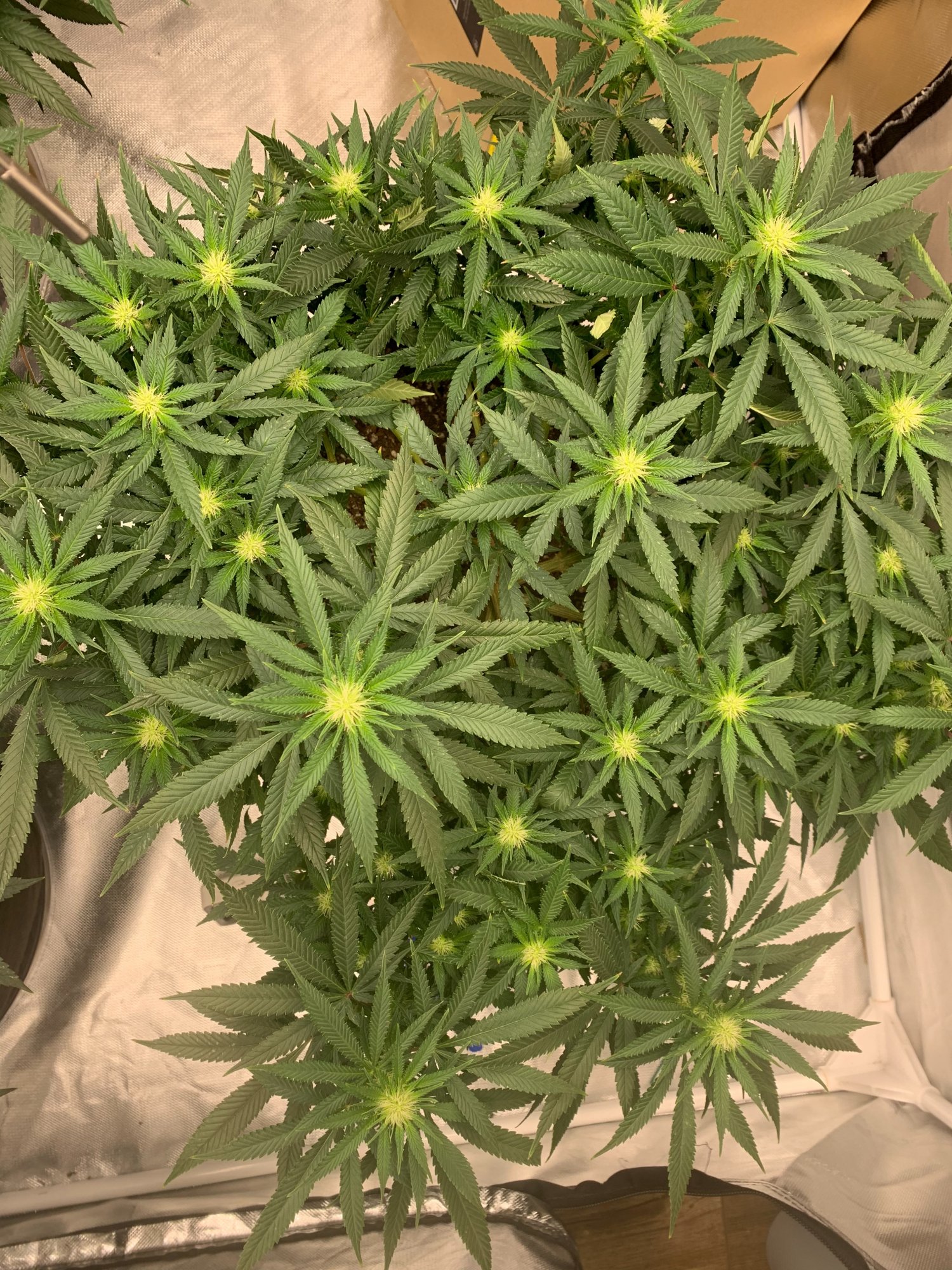 Is it dumb to clone a few branches from a plant in flower 3