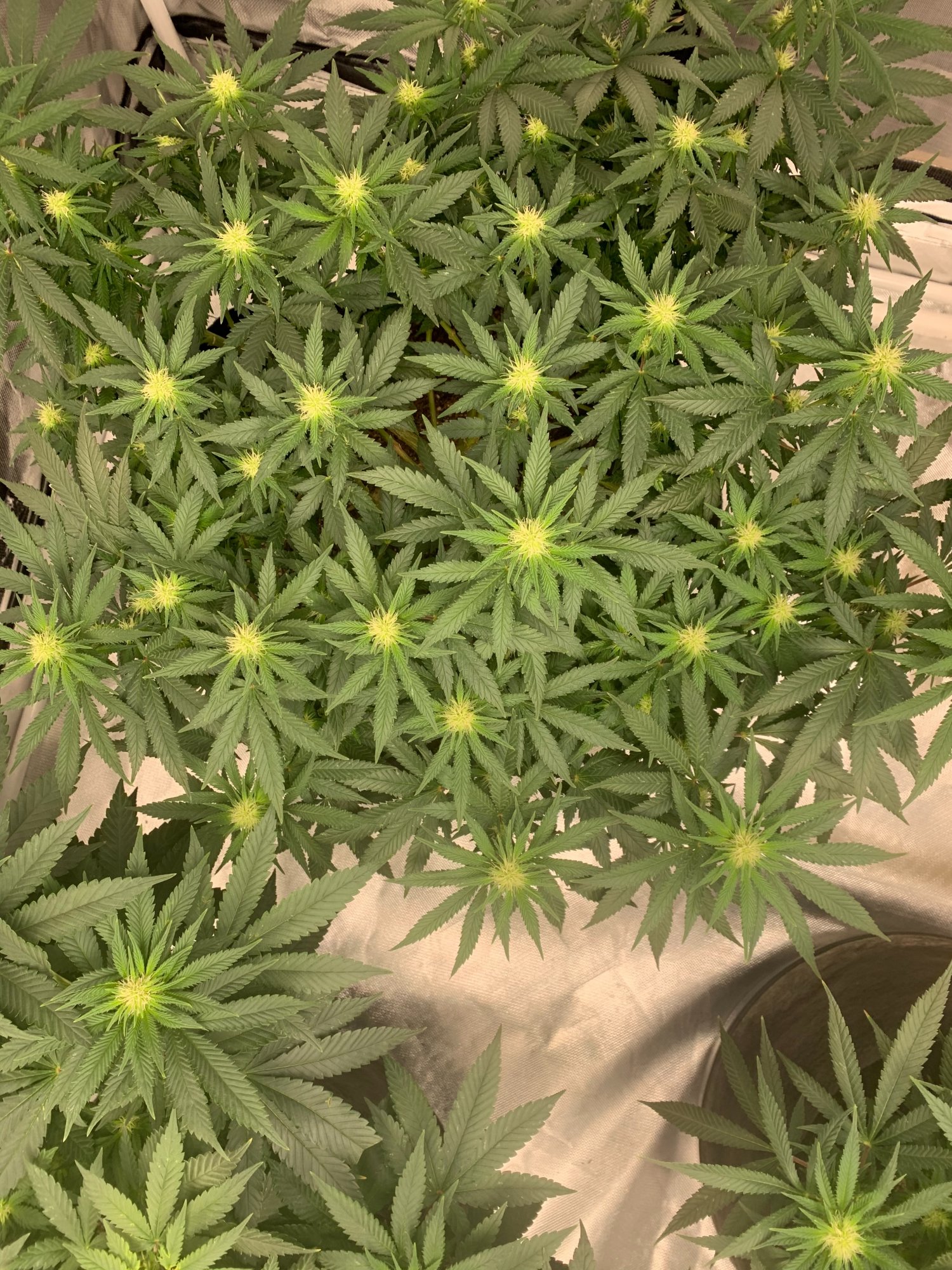 Is it dumb to clone a few branches from a plant in flower 4