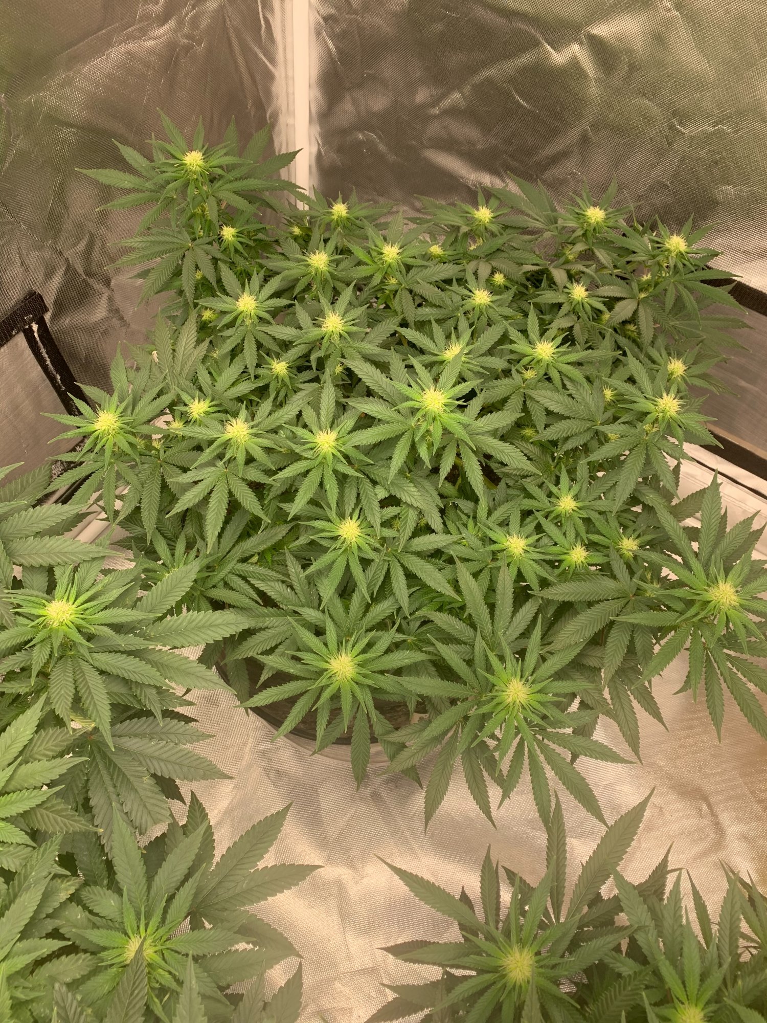 Is it dumb to clone a few branches from a plant in flower 5