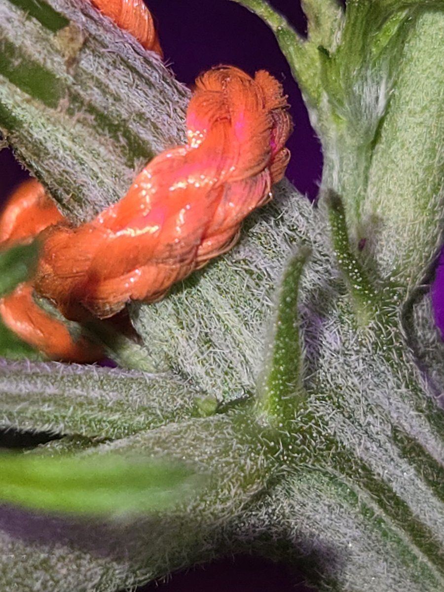 Is it too early to tell the sex of these im on my second grow and im trying to get a mother 4
