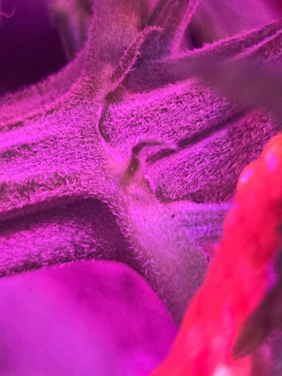 Is it too early to tell the sex of these im on my second grow and im trying to get a mother