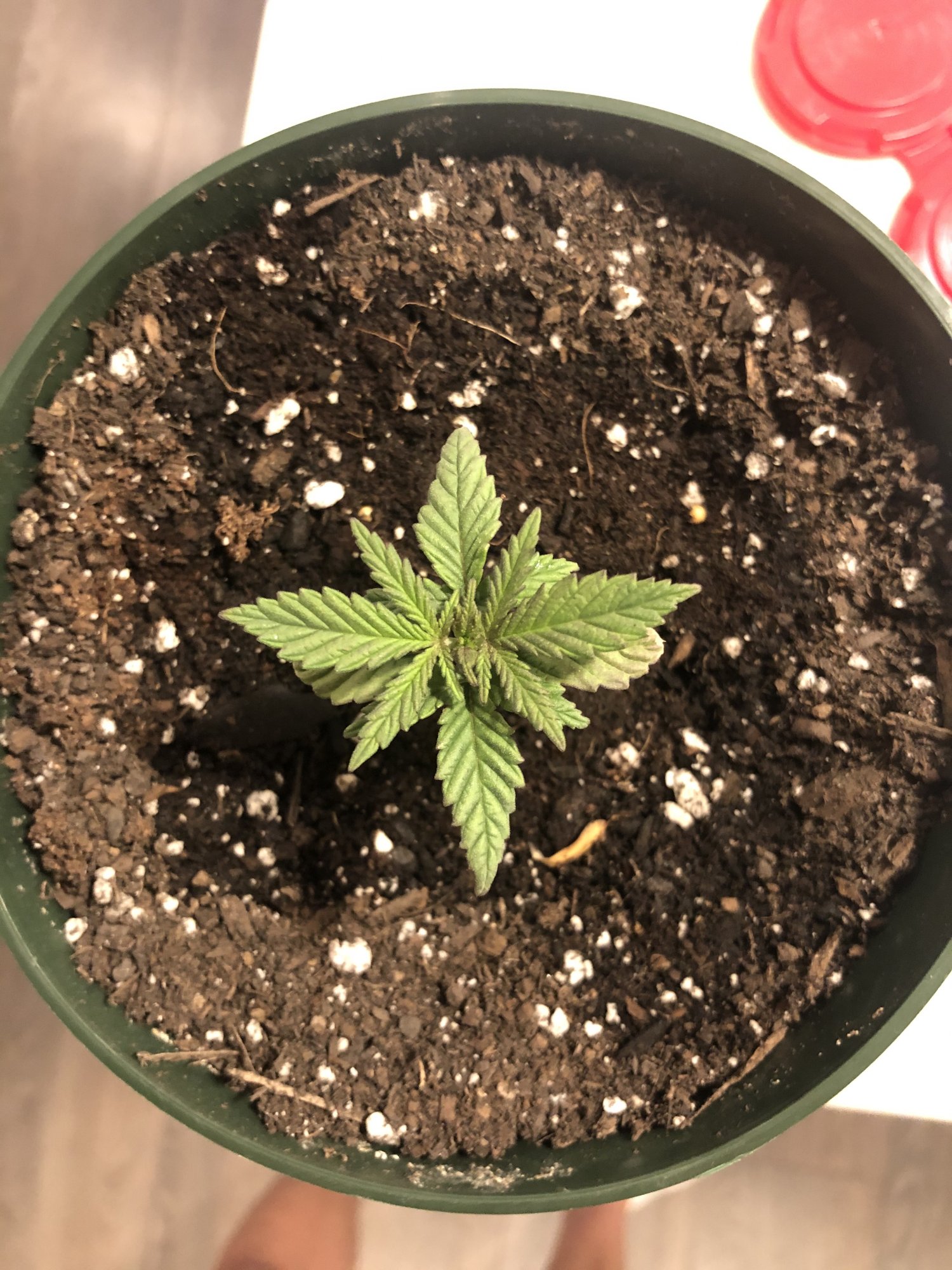 Is this normal for a seedling 3 weeks old
