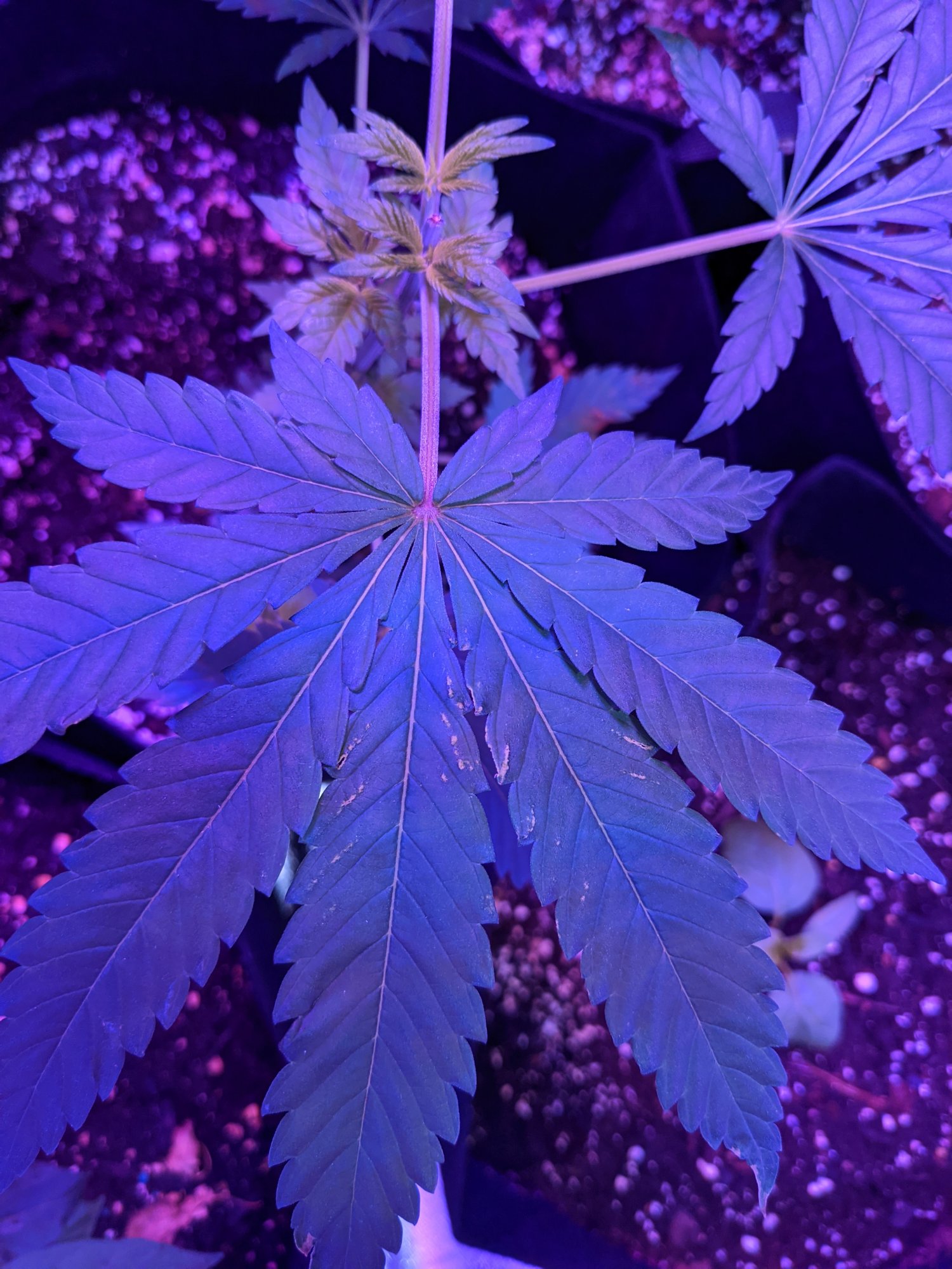 Is this nutrient burn or lock out 3