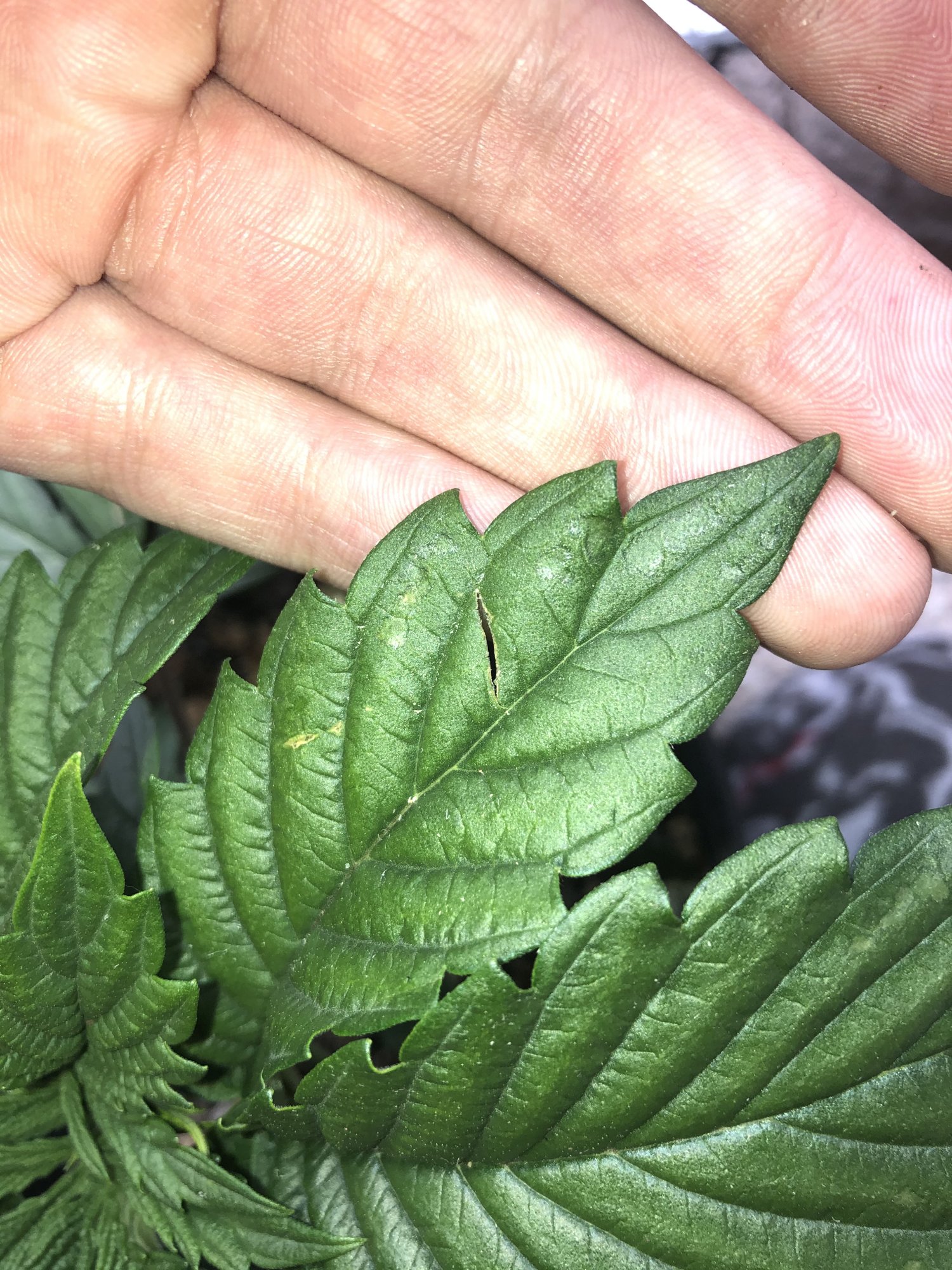 Is this pests  random cuts in fan leaves 2