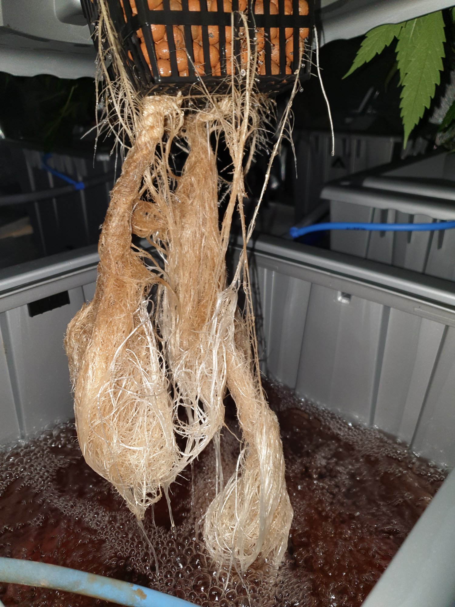 Is this root rot please 4