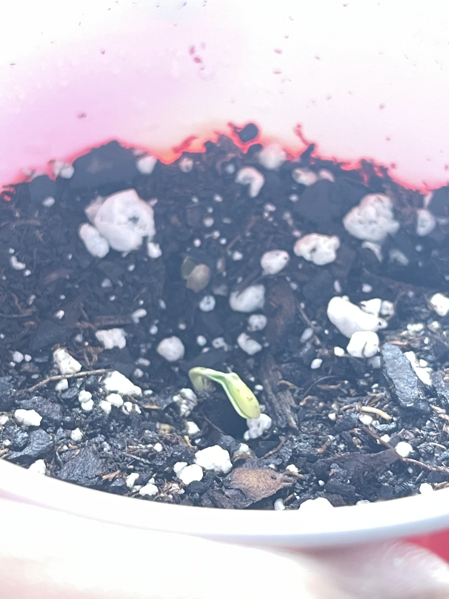 Just sprouted today is it ok or did i fck something up again