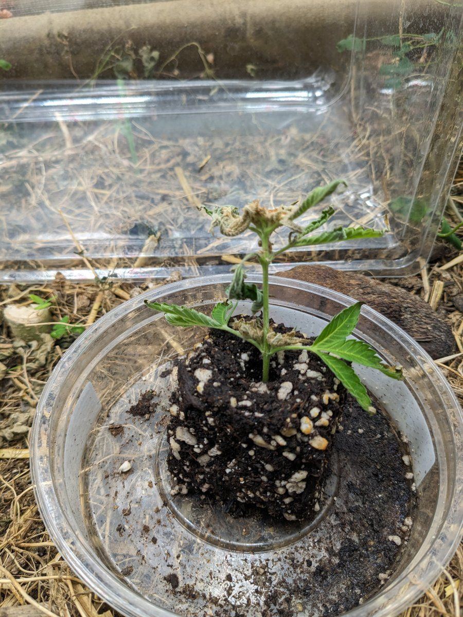 Late flower clone question budrot 2