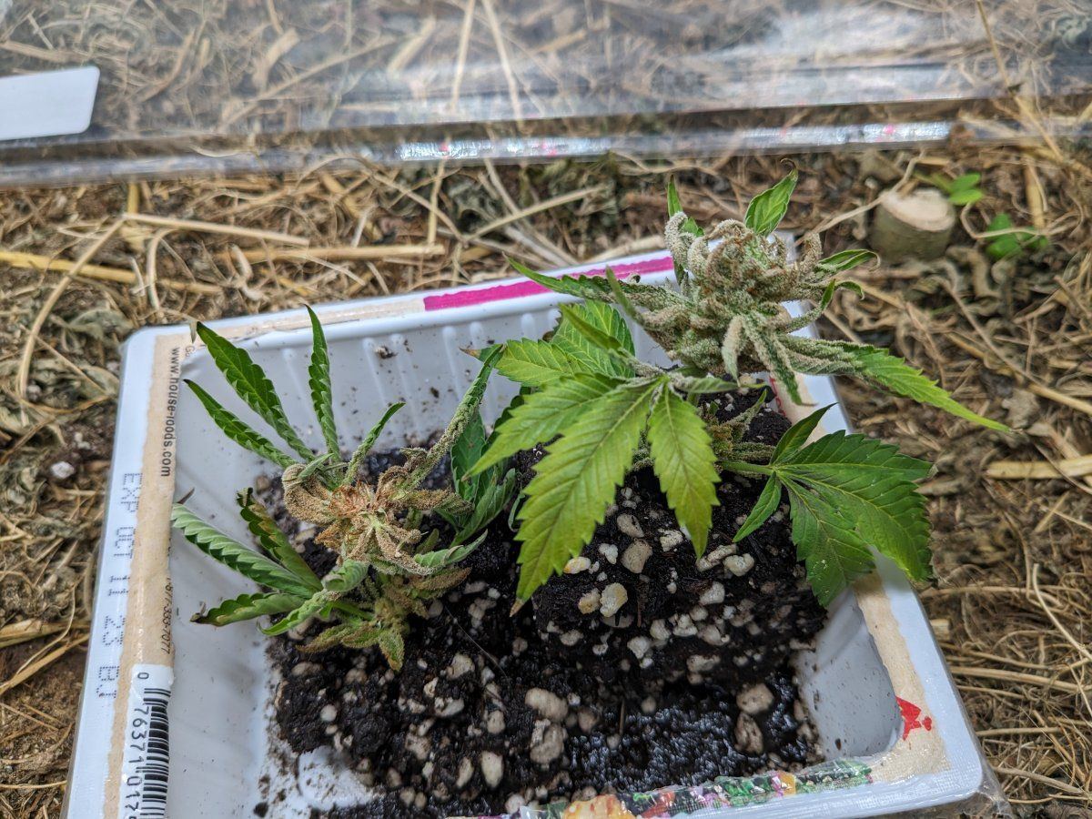 Late flower clone question budrot