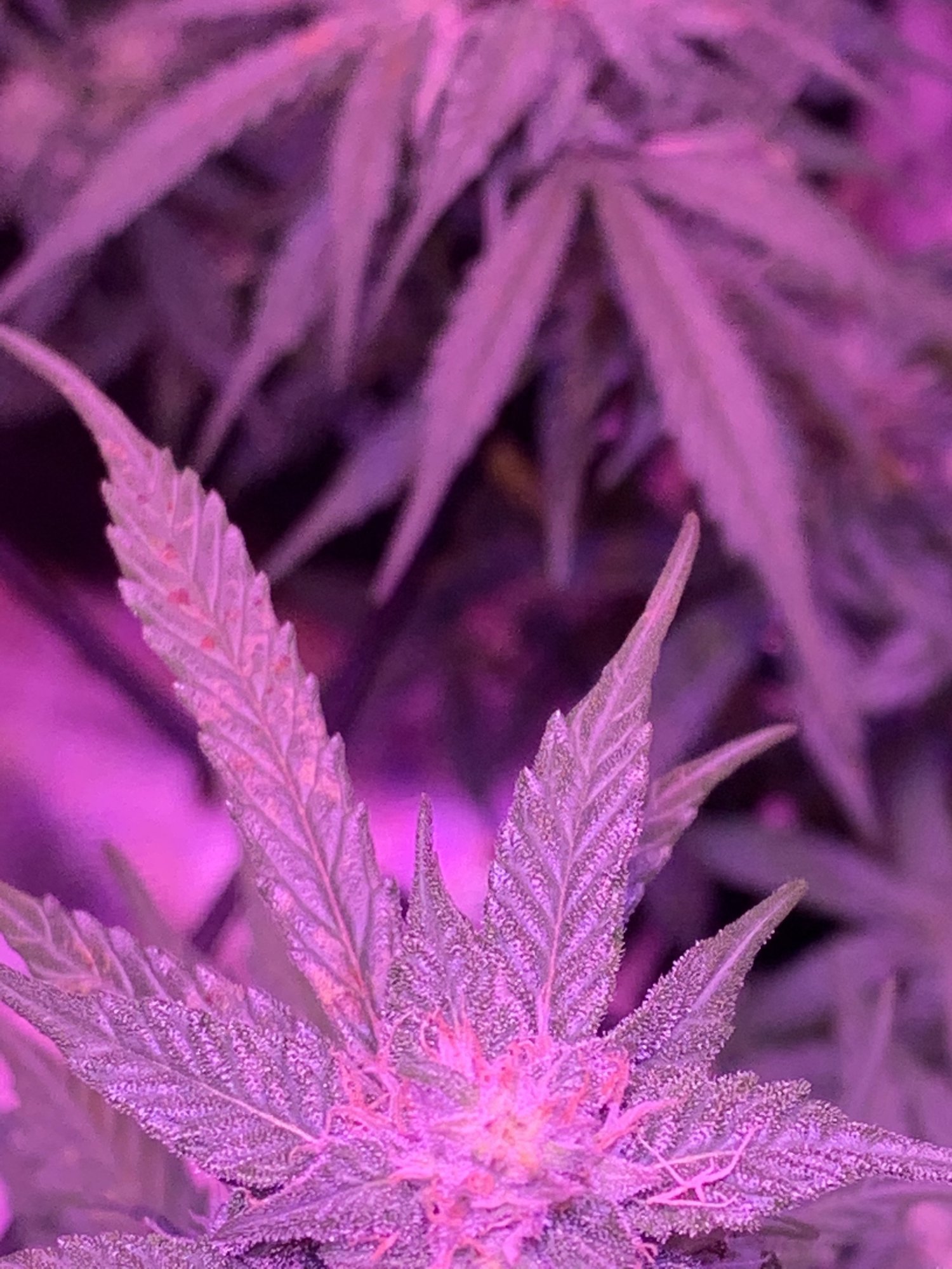Leaves turned brown and spotted over night 2