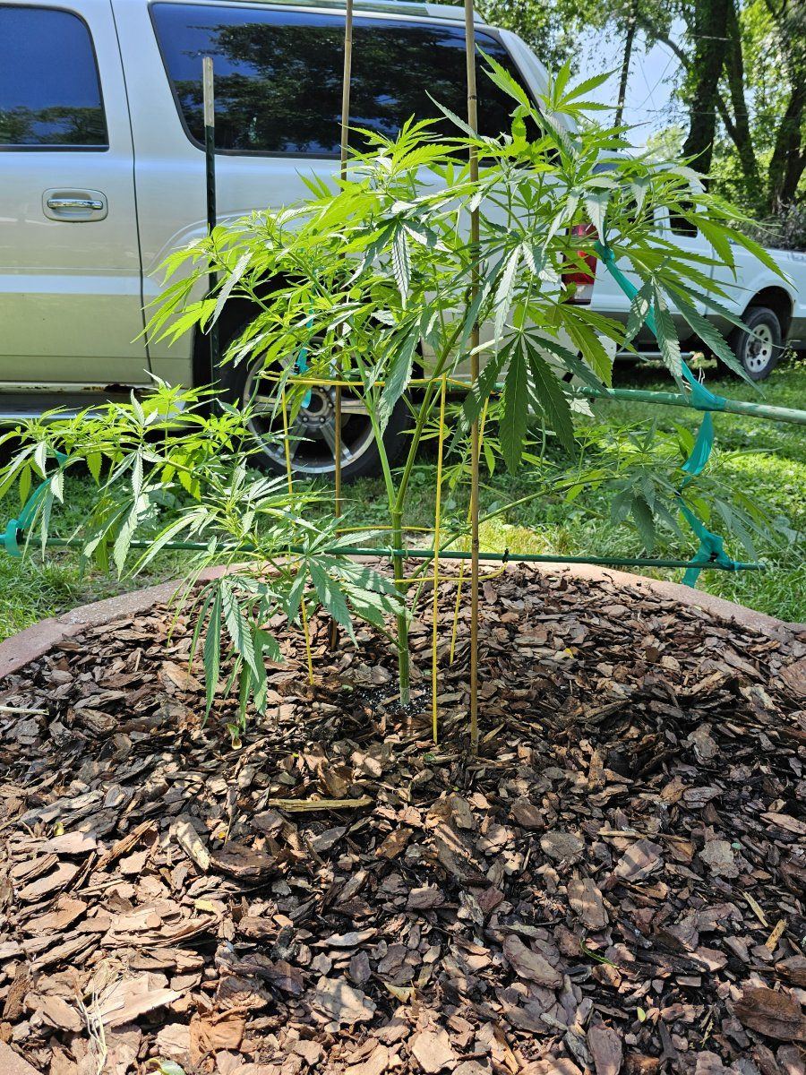 Looking for recommendations for keeping this blue dream 6 foot tall or less when finished