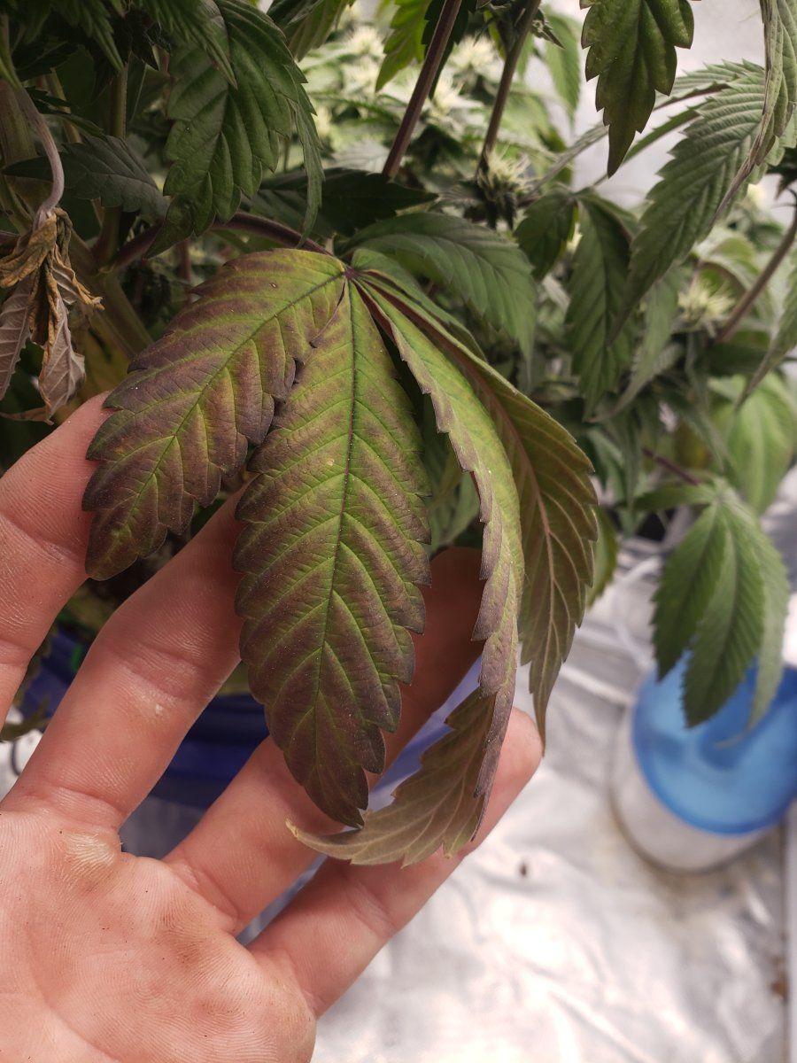 Molybdenum purpling leaves and strange colors 3