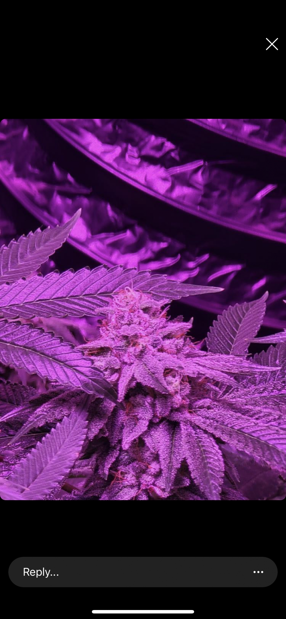 Most pistils are amber only 6 weeks in flower 4