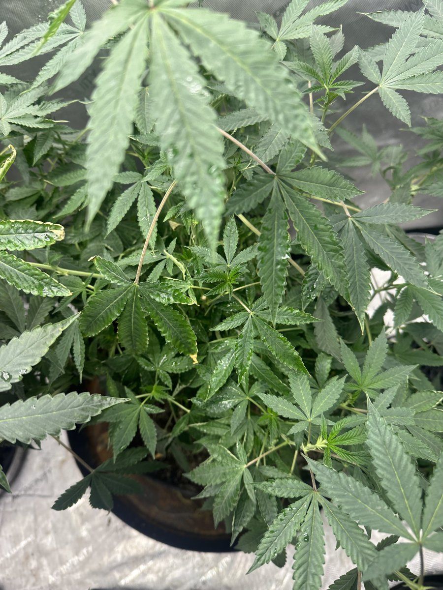 Mother plant looking weird and curled 4