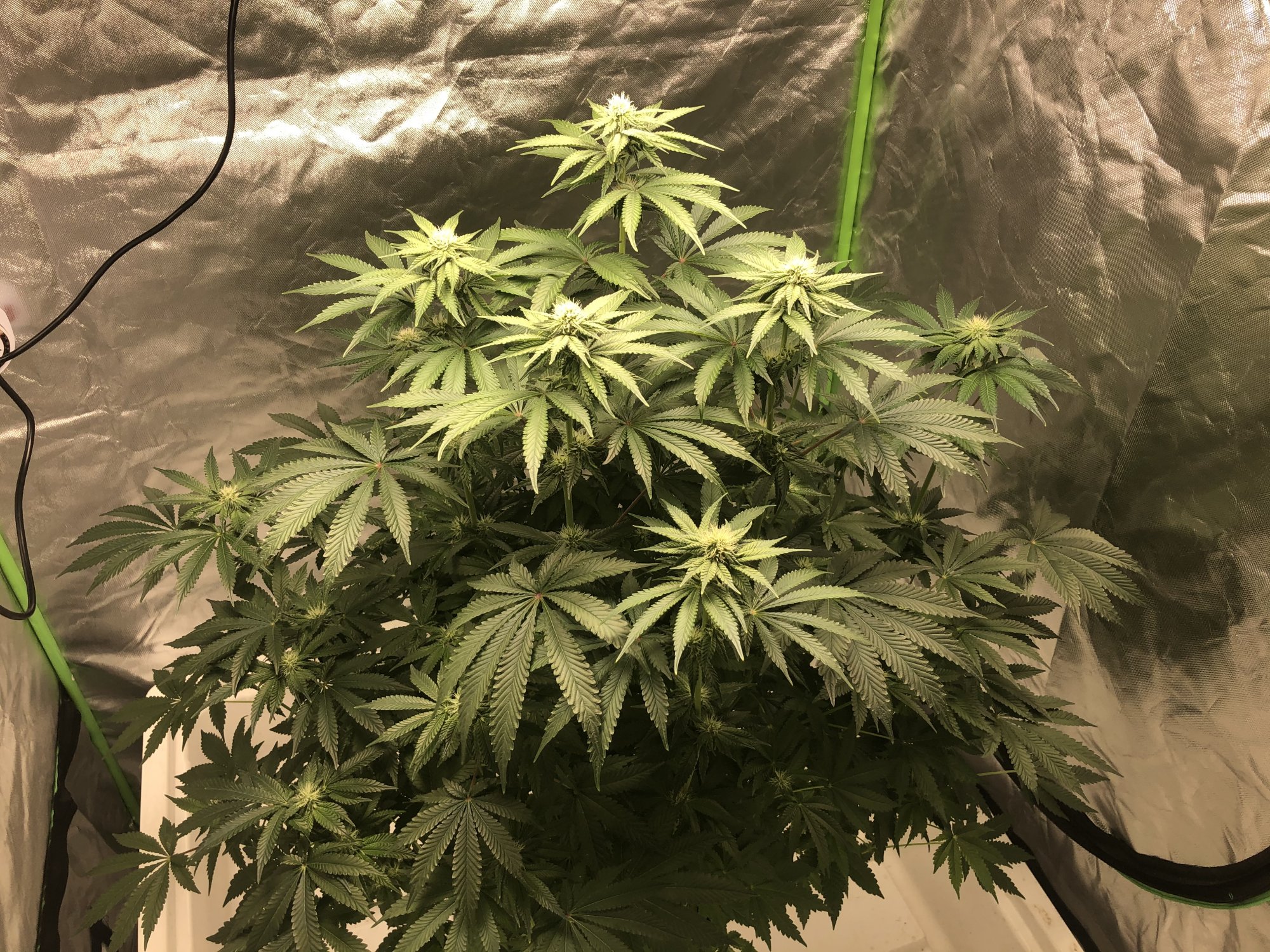 My 1 plant left what should i do