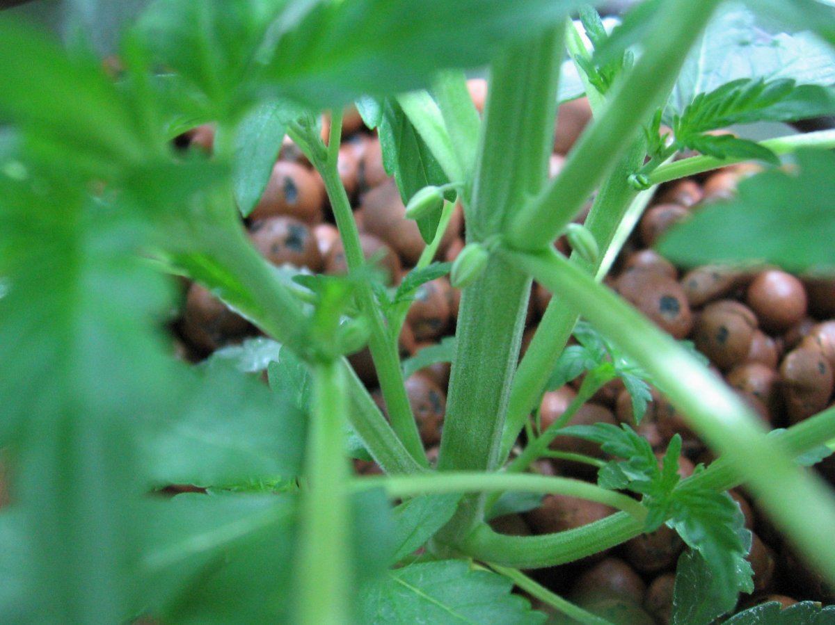 My autoflower feminized onyx 4 week seedling looks like a male wtf