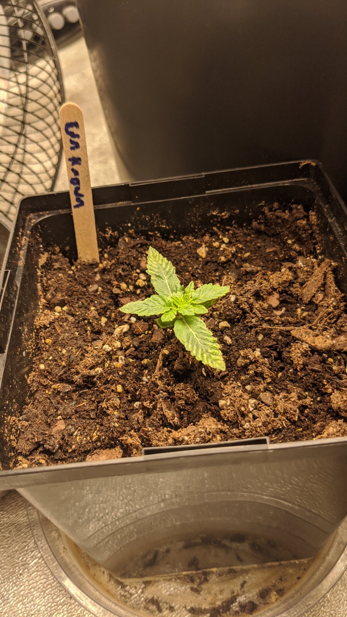 My current grow is having some issues 5
