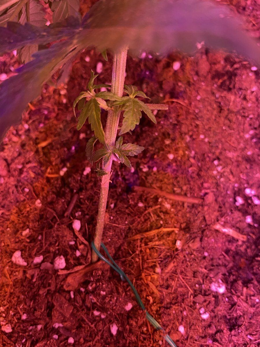 My first grow photo periods 2