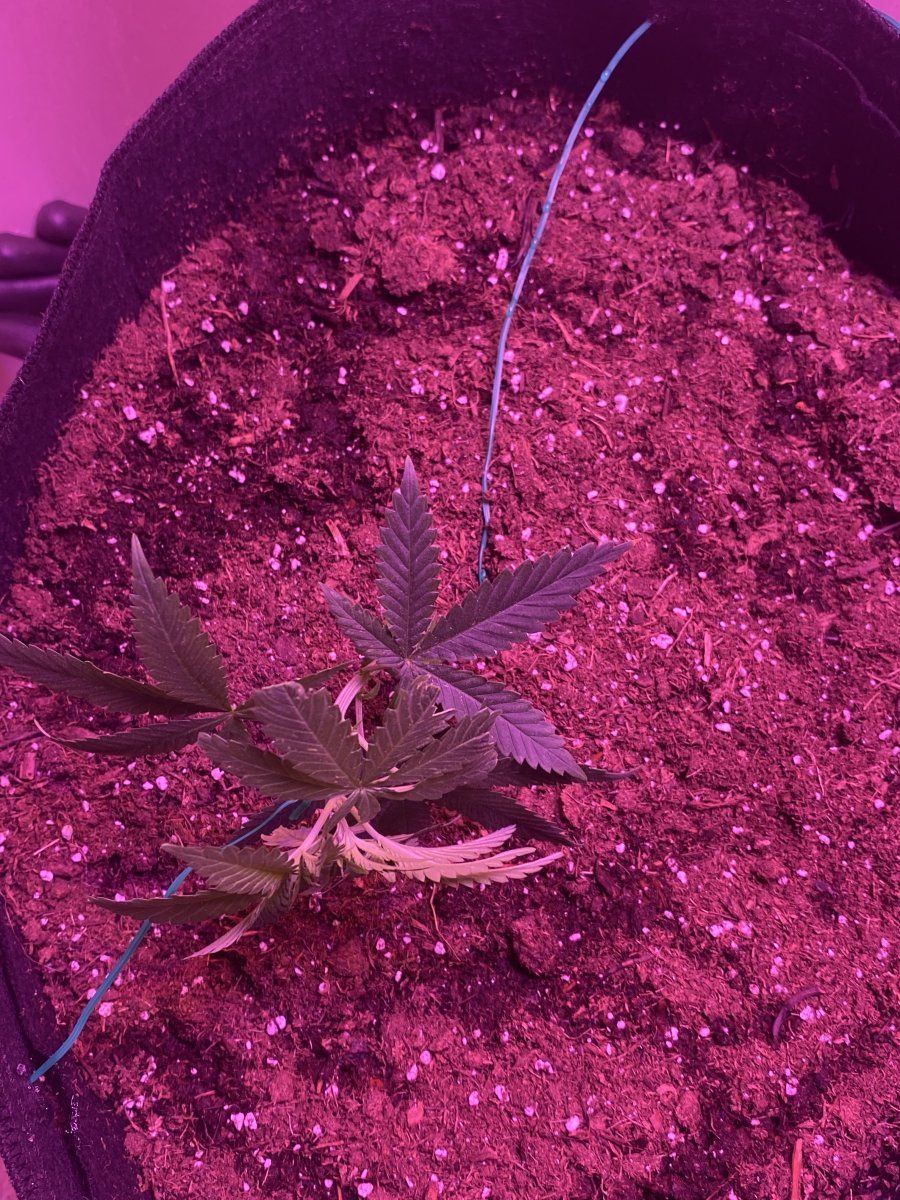 My first grow photo periods