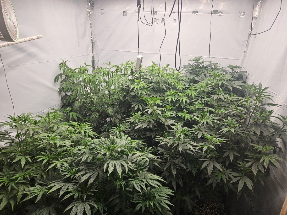 My first indoor grow getting ready to flip to flower