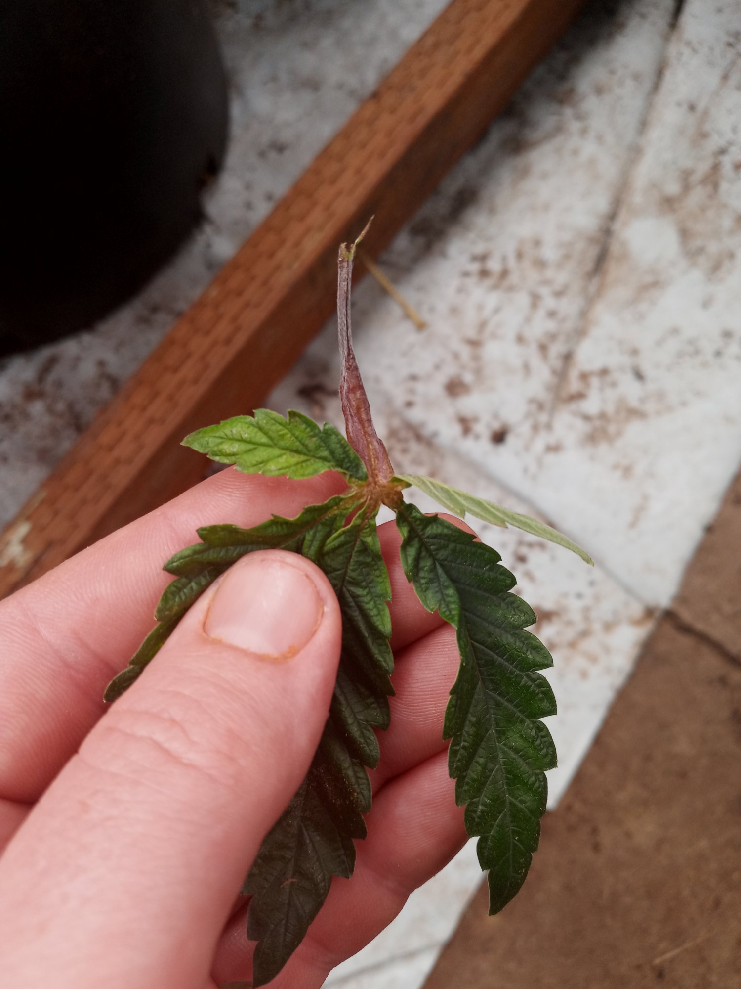 My plants have growths on the stems and leaves any one have any idea whats going on 2
