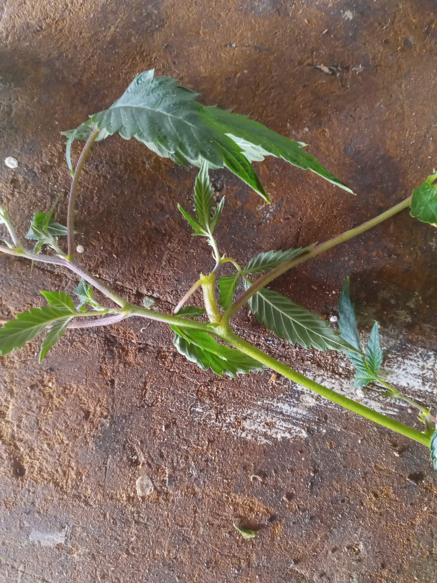 My plants have growths on the stems and leaves any one have any idea whats going on 6