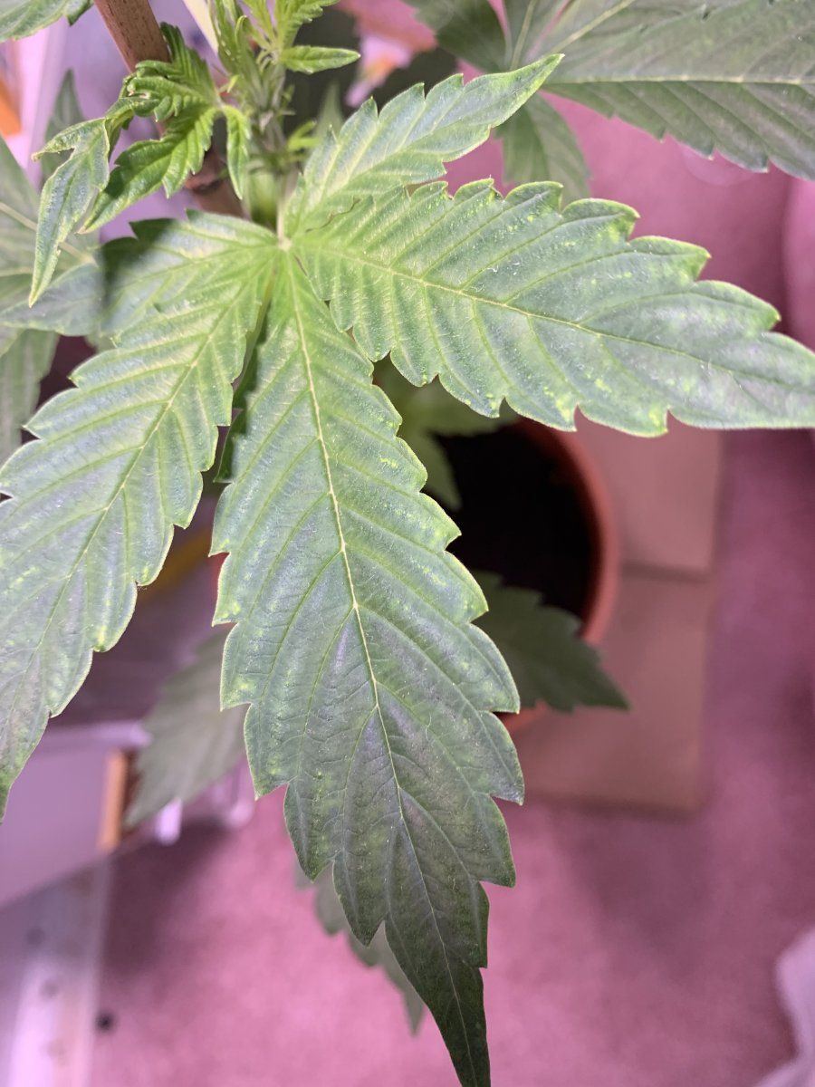 Need advice on what this leaf could be trying to tell me 2
