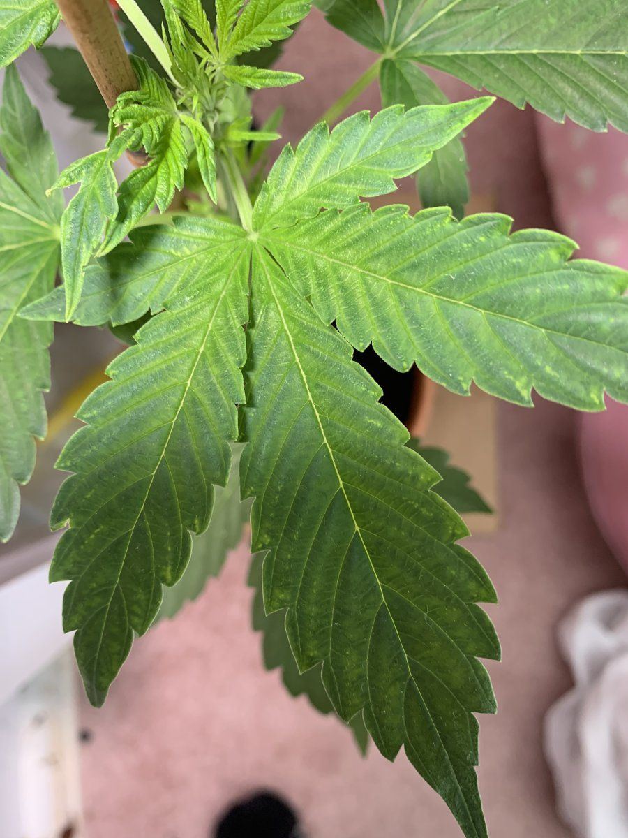 Need advice on what this leaf could be trying to tell me