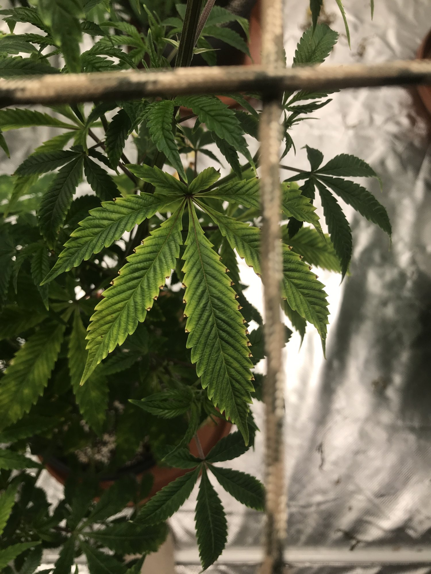 Need help 1st grow deficiency or excess 2