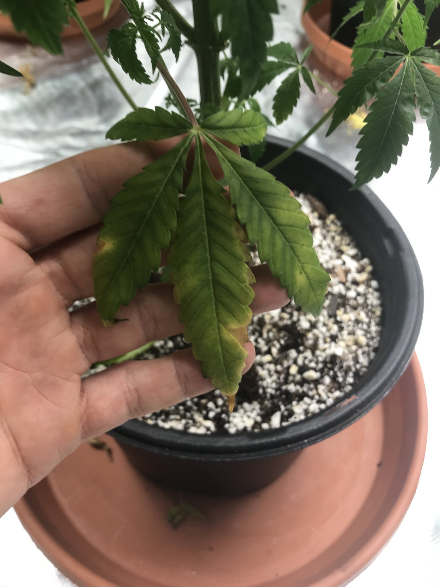Need help 1st grow deficiency or excess 4