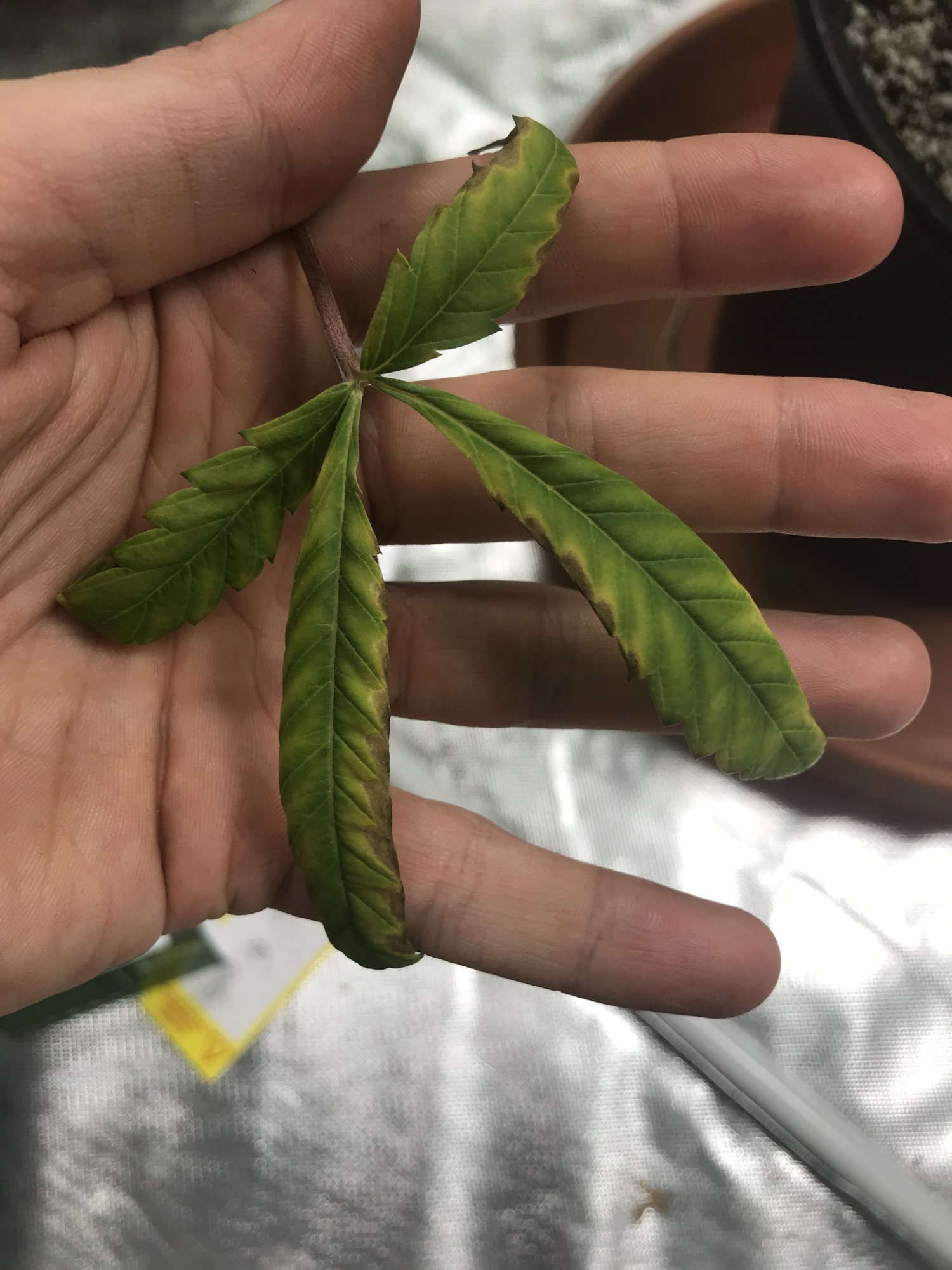 Need help 1st grow deficiency or excess 5