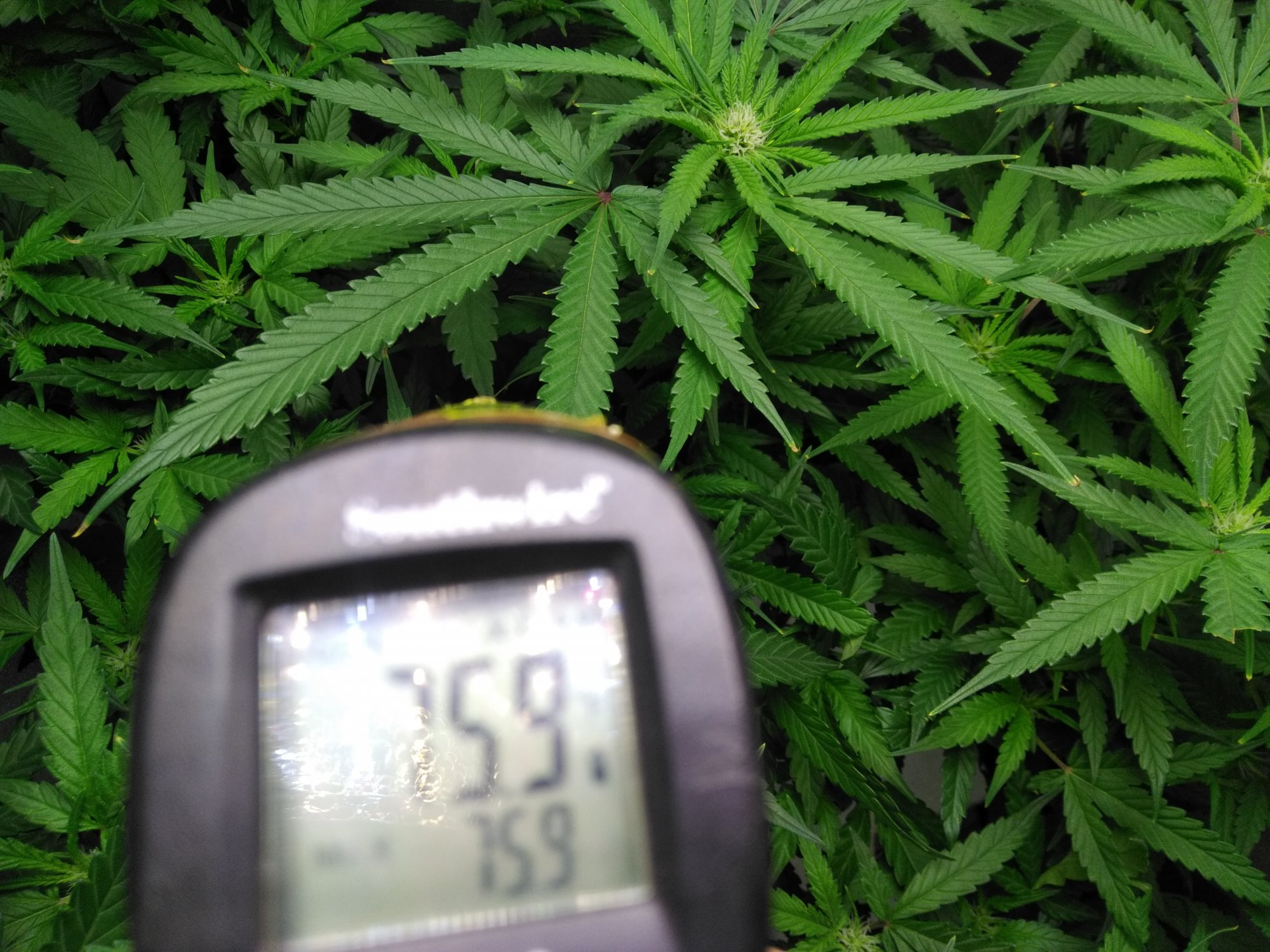 Need help with vpd my leafe temps are bassackwards 2
