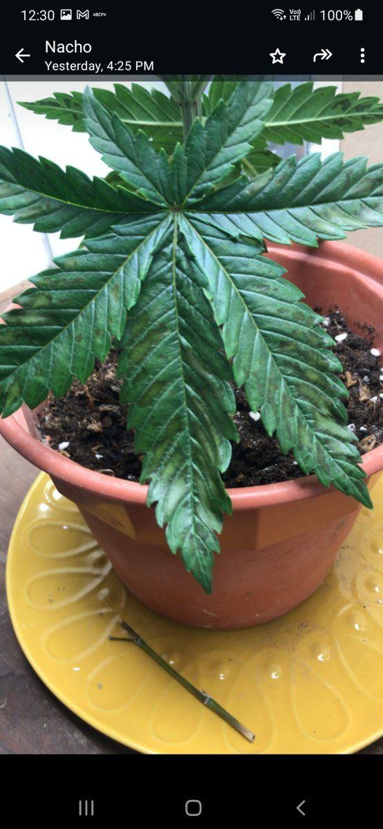 Need help with yellow patches on leaves 4