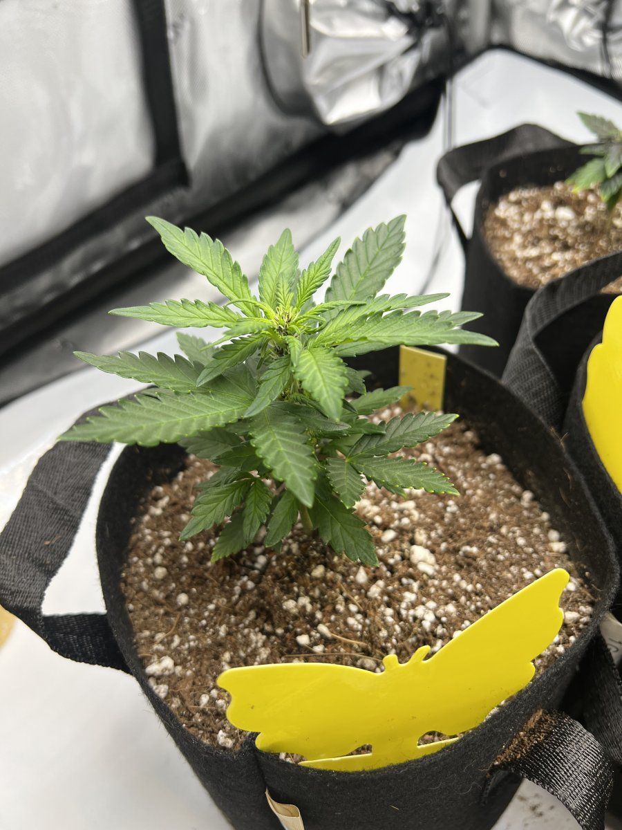 Need peer review first grow in over a decade 5