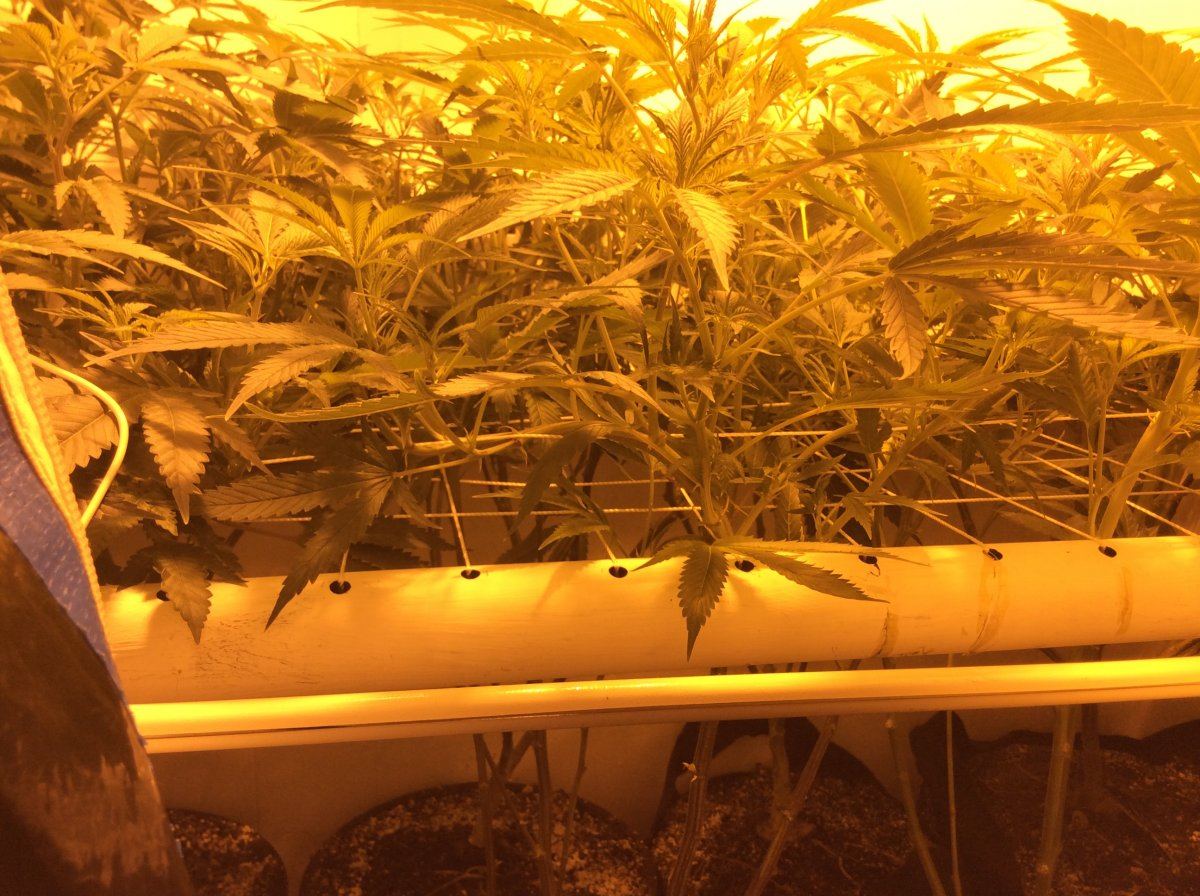 Need quick answer about scrog please 3