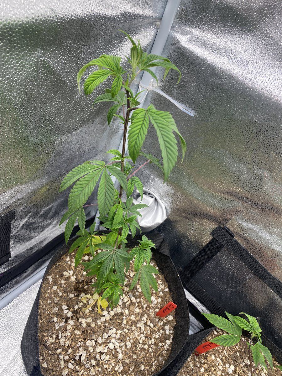 New clones are looking sickly need help diagnosing whats going on thank you guys 2