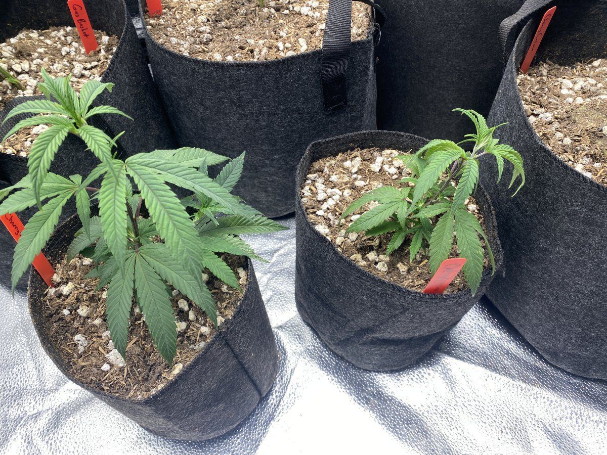 New clones are looking sickly need help diagnosing whats going on thank you guys 4