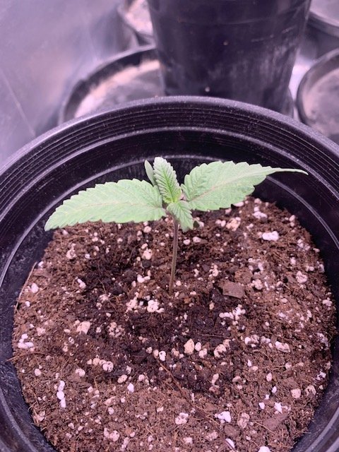 New grow diary 4th time 3