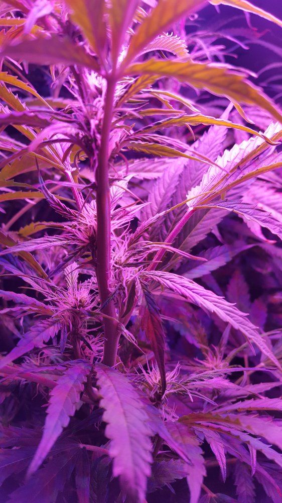 New grower   help for issue identification 4