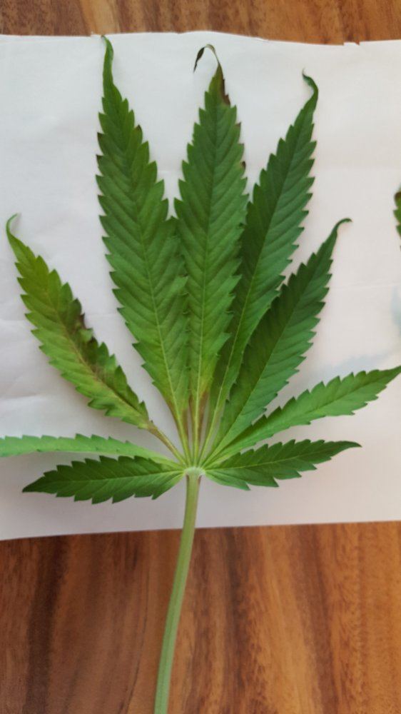 New grower   help for issue identification
