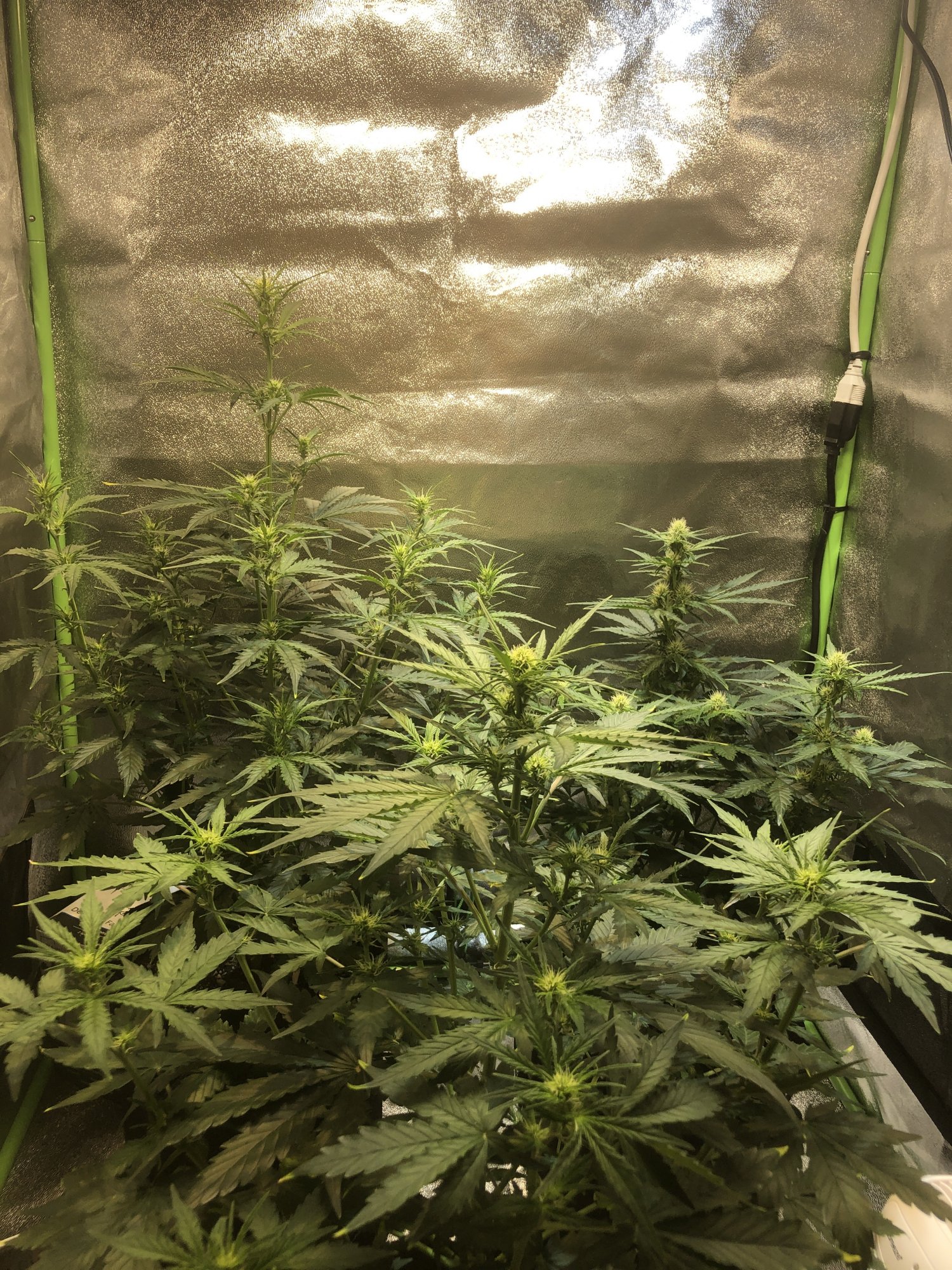 New grower with runoff question 2